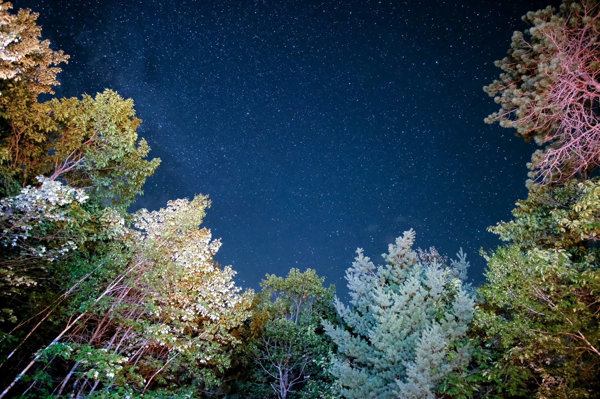 Looking up at the stars surrounded by trees.